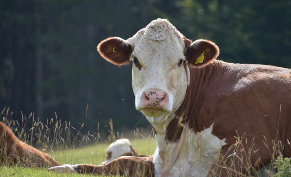 Hereford Cow sat in a grassy field
